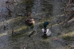 Vögel 
