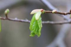 Bäume 