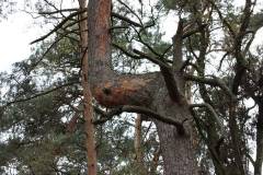 Bäume 