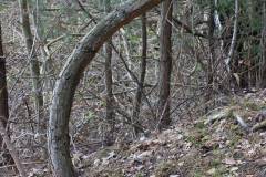 Bäume 