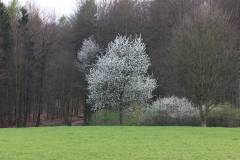 Bäume 
