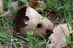 Pilze 