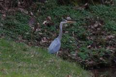 Vögel 