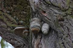Bäume 