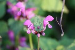 Blüten 