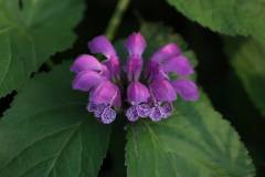 Blüten 