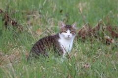 Katzen 