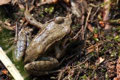 Amphibien/Reptilien 