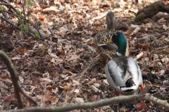 Vögel 