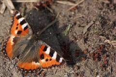 Insekten/Weichtiere 