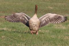 Vögel 