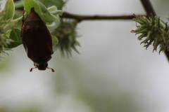 Insekten/Weichtiere 