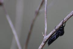 Insekten/Weichtiere 