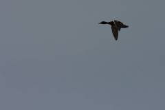 Vögel 