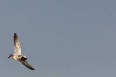 Vögel 