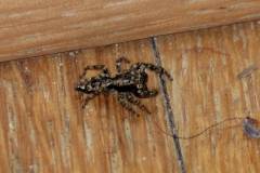 Insekten/Weichtiere 