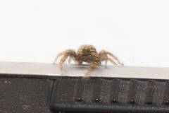 Insekten/Weichtiere 