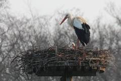Vögel 