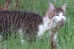 Katzen 