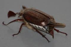 Insekten/Weichtiere 