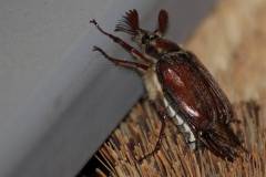 Insekten/Weichtiere 