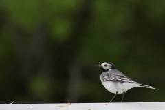 Vögel 
