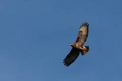 Vögel 