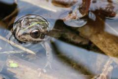 Amphibien/Reptilien 