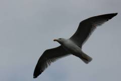 Vögel 