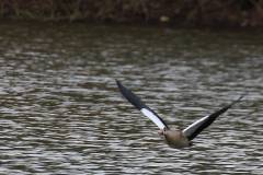 Vögel 