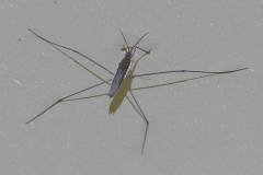 Insekten/Weichtiere 