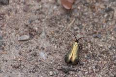 Insekten/Weichtiere 
