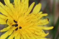 Insekten/Weichtiere 