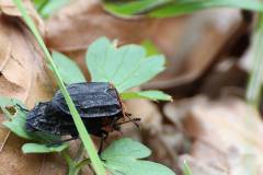 Insekten/Weichtiere 