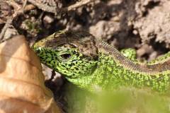 Amphibien/Reptilien 