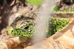 Amphibien/Reptilien 
