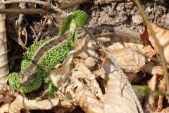 Amphibien/Reptilien 
