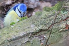 Vögel 