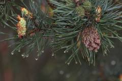 Bäume 