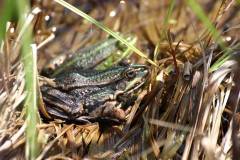 Amphibien/Reptilien 