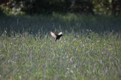 Vögel 