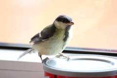 Vögel 
