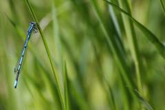 Insekten/Weichtiere 