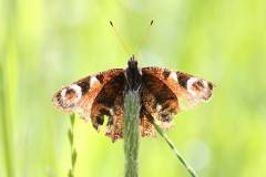 Insekten/Weichtiere 