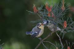 Vögel 