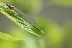 Insekten/Weichtiere 