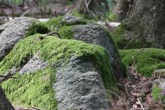 Landschaft 