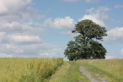 Landschaft 