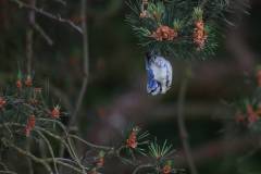 Vögel 