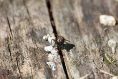 Insekten/Weichtiere 